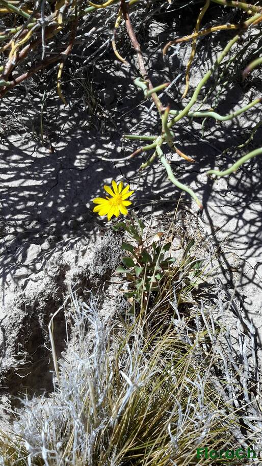 Grindelia chiloensis - FloraCh: Tomada el dia 5/01/2016 a las 13:08 en el departamento Telsen