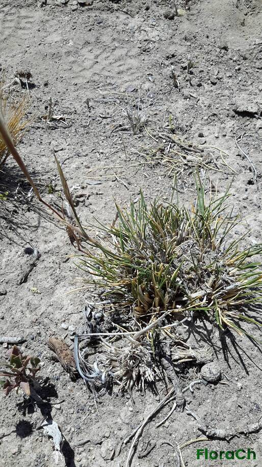 Carex subantarctica - FloraCh: Tomada el dia 5/01/2016 a las 13:08 en el departamento Telsen