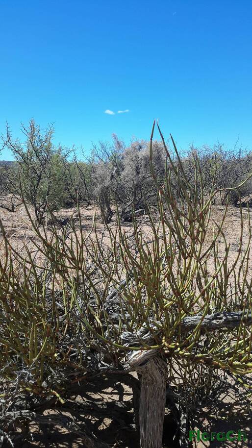 Ephedra ochreata - FloraCh: Tomada el dia 7/02/2016 a las 14:20 en el departamento Telsen