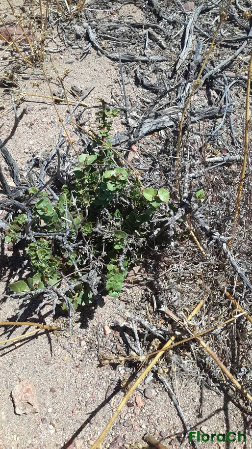 Schinus sp - FloraCh: Tomada el dia 7/02/2016 a las 14:20 en el departamento Telsen