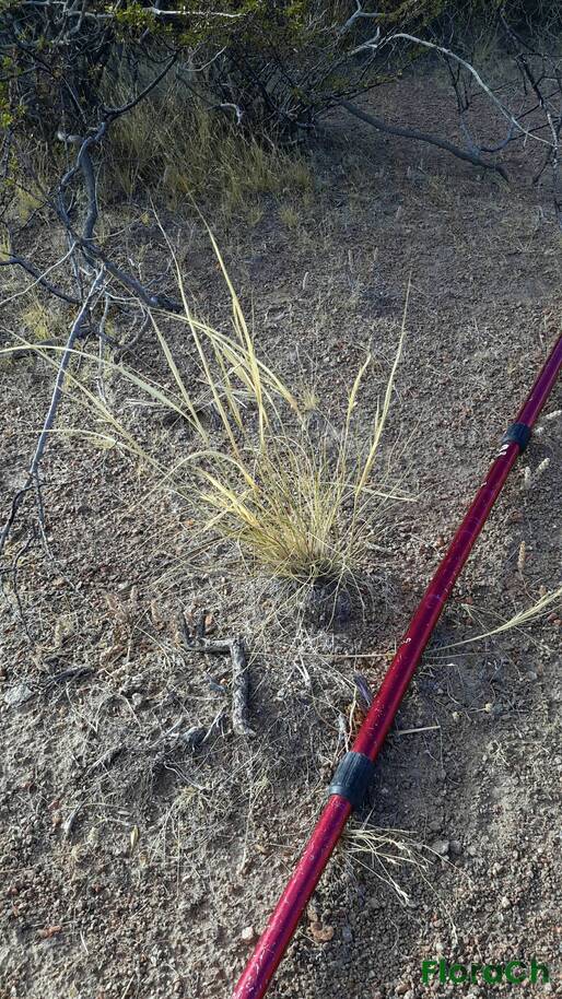 Pappostipa speciosa - FloraCh: Tomada el dia 1/02/2016 a las 08:43 en el departamento Telsen