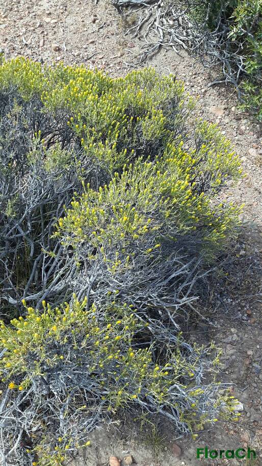Senecio bracteolatus - FloraCh: Tomada el dia 6/12/2015 a las 15:16 en el departamento Paso de Indios