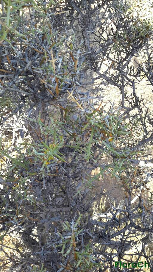 Retanilla patagonica - FloraCh: Tomada el dia 5/02/2016 a las 19:06 en el departamento Paso de Indios
