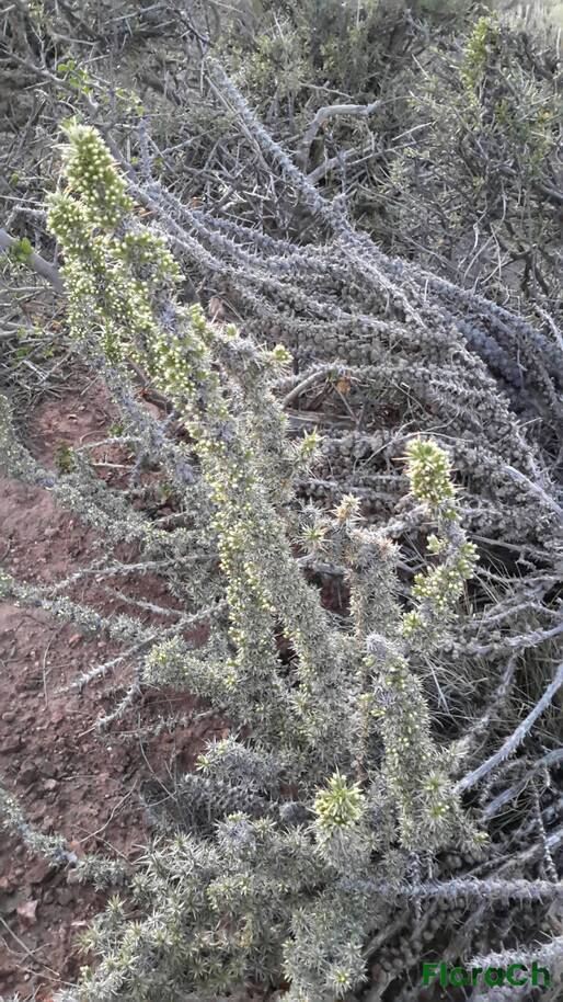 Nassauvia ulicina - FloraCh: Tomada el dia 7/12/2015 a las 05:33 en el departamento Paso de Indios