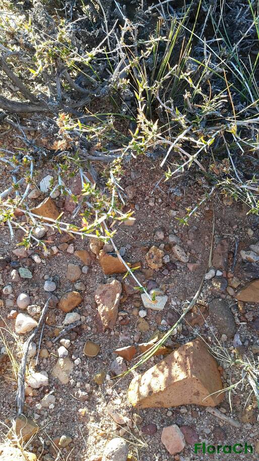 Pleurophora patagonica - FloraCh: Tomada el dia 6/02/2016 a las 07:14 en el departamento Paso de Indios