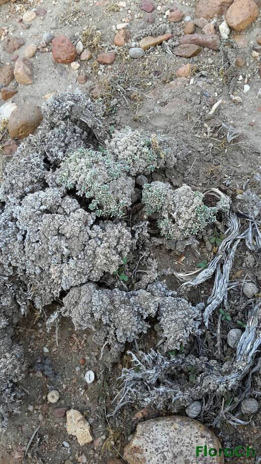 Brachyclados caespitosus - FloraCh: Tomada el dia 6/02/2016 a las 17:56 en el departamento Paso de Indios