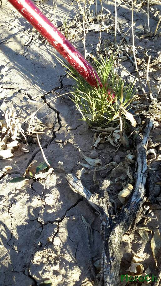 Distichlis spicata - FloraCh: Tomada el dia 7/02/2016 a las 08:19 en el departamento Paso de Indios