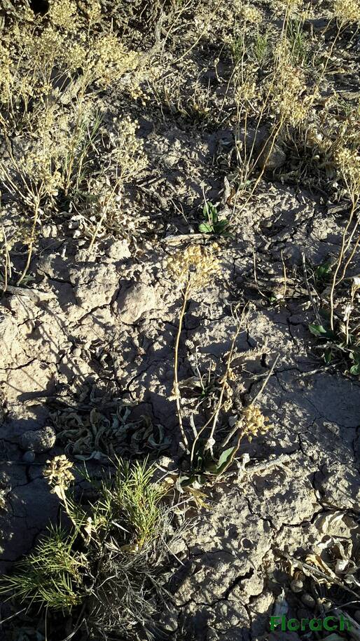Lepidium appelianum - FloraCh: Tomada el dia 7/02/2016 a las 08:19 en el departamento Paso de Indios