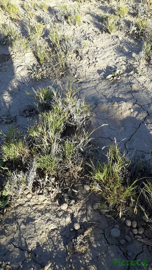 Distichlis spicata - FloraCh: Tomada el dia 7/02/2016 a las 08:19 en el departamento Paso de Indios