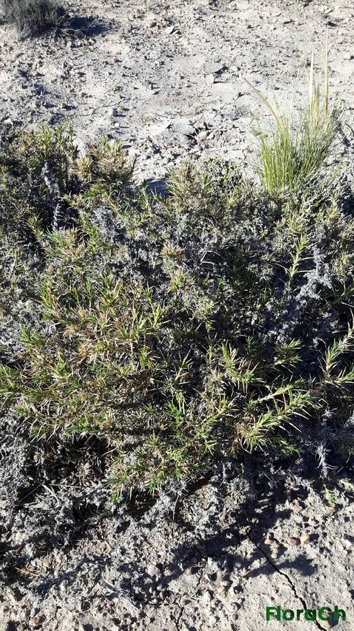 Junellia tonini var tonini - FloraCh: Tomada el dia 7/02/2016 a las 09:36 en el departamento Paso de Indios