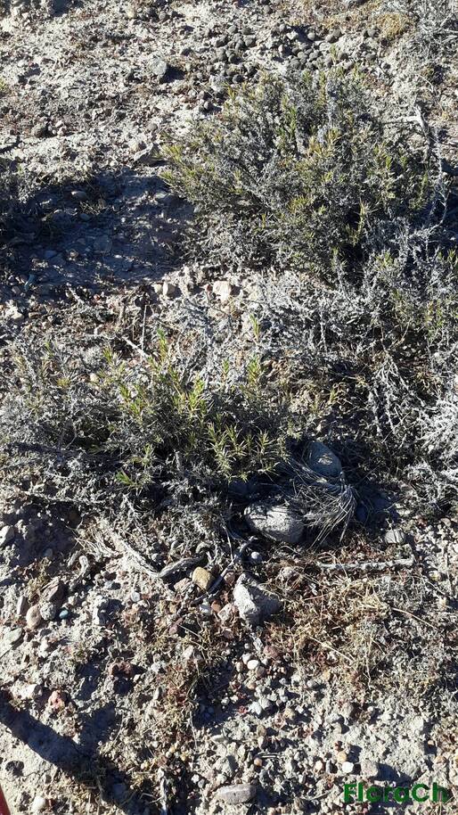 Junellia tonini var tonini - FloraCh: Tomada el dia 7/02/2016 a las 09:36 en el departamento Paso de Indios