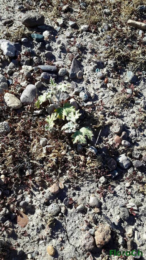 Sphaeralcea mendocina - FloraCh: Tomada el dia 7/02/2016 a las 09:36 en el departamento Paso de Indios