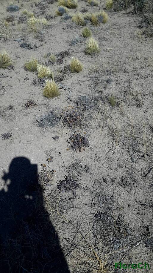 Grindelia chiloensis - FloraCh: Tomada el dia 7/02/2016 a las 16:23 en el departamento Paso de Indios