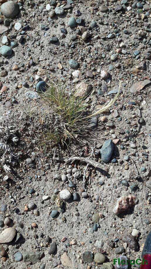 Poa lanuginosa - FloraCh: Tomada el dia 7/02/2016 a las 10:49 en el departamento Paso de Indios