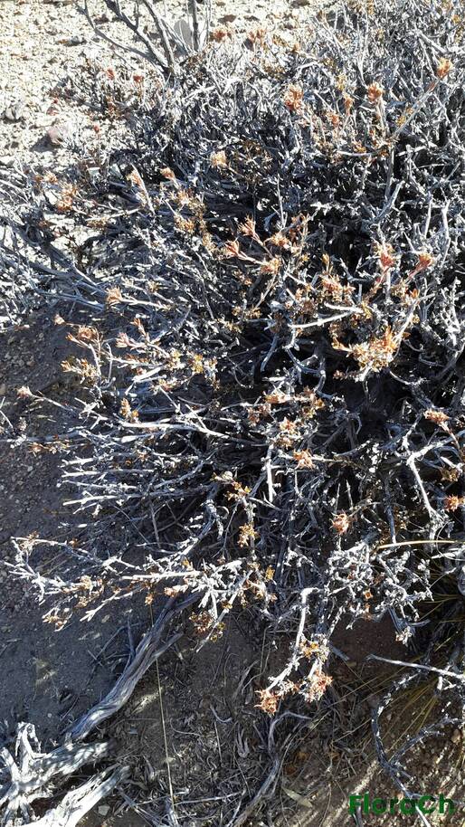 Pleurophora patagonica - FloraCh: Tomada el dia 7/02/2016 a las 17:25 en el departamento Paso de Indios