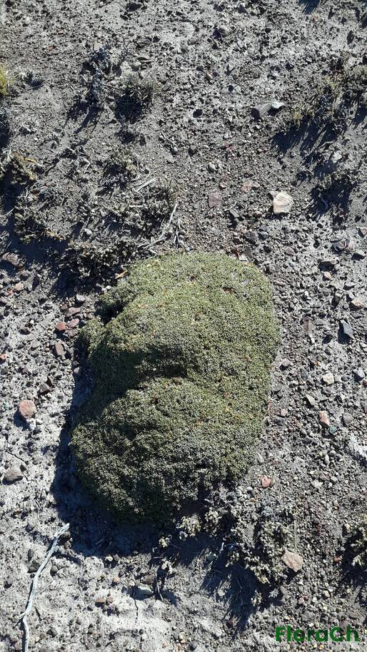 Brachyclados caespitosus - FloraCh: Tomada el dia 7/02/2016 a las 17:25 en el departamento Paso de Indios