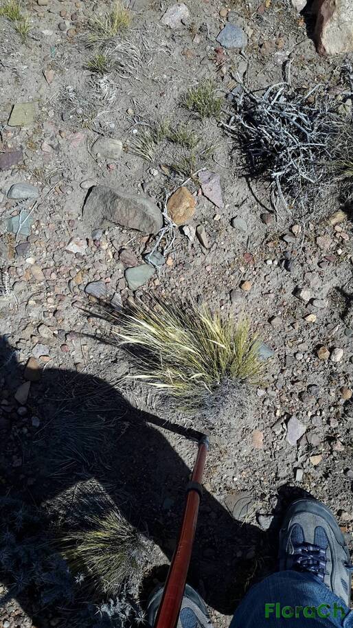 Pappostipa humilis - FloraCh: Tomada el dia 7/02/2016 a las 15:12 en el departamento Paso de Indios