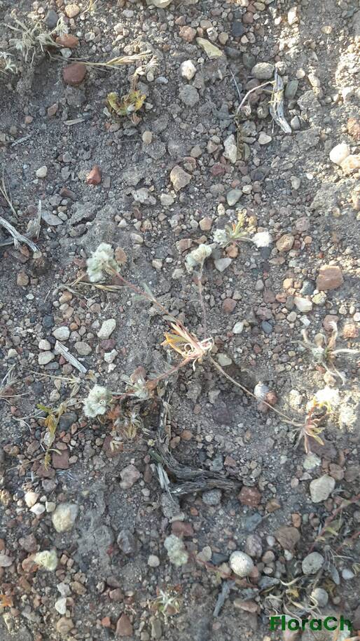 Montiopsis copiapina - FloraCh: Tomada el dia 6/11/2016 a las 18:25 en el departamento Gastre