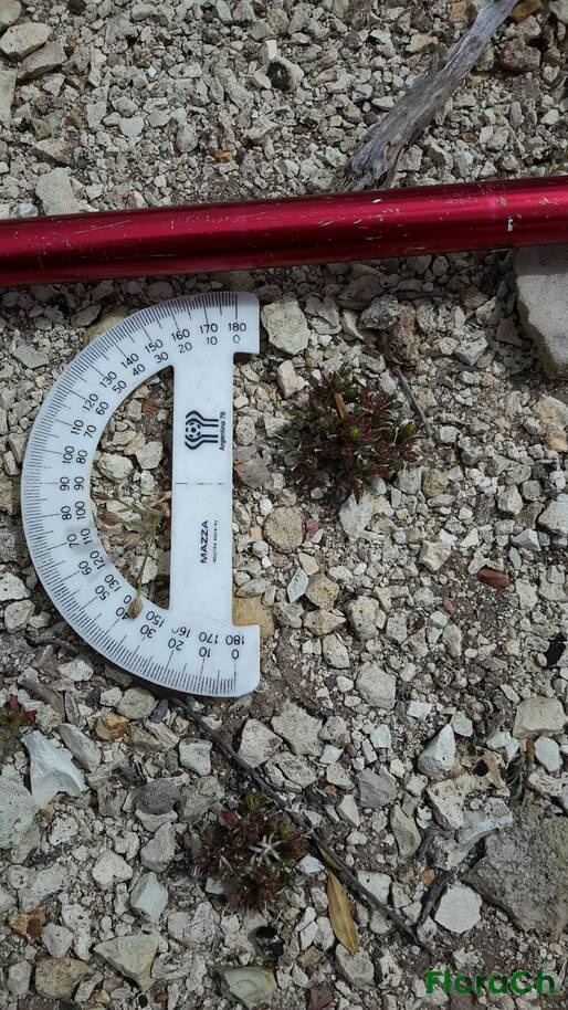 Tetraglochin caespitosa - FloraCh: Tomada el dia 6/11/2016 a las 14:33 en el departamento Gastre