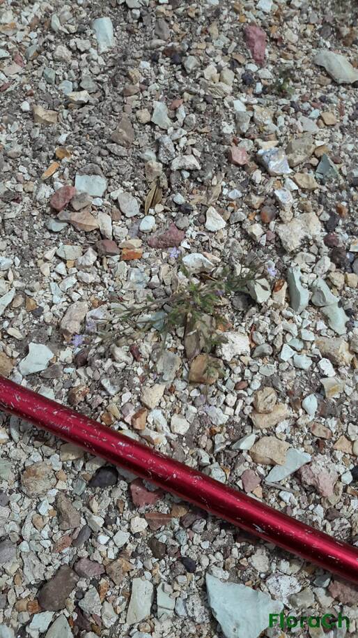 Gilia crassifolia - FloraCh: Tomada el dia 6/11/2016 a las 14:33 en el departamento Gastre