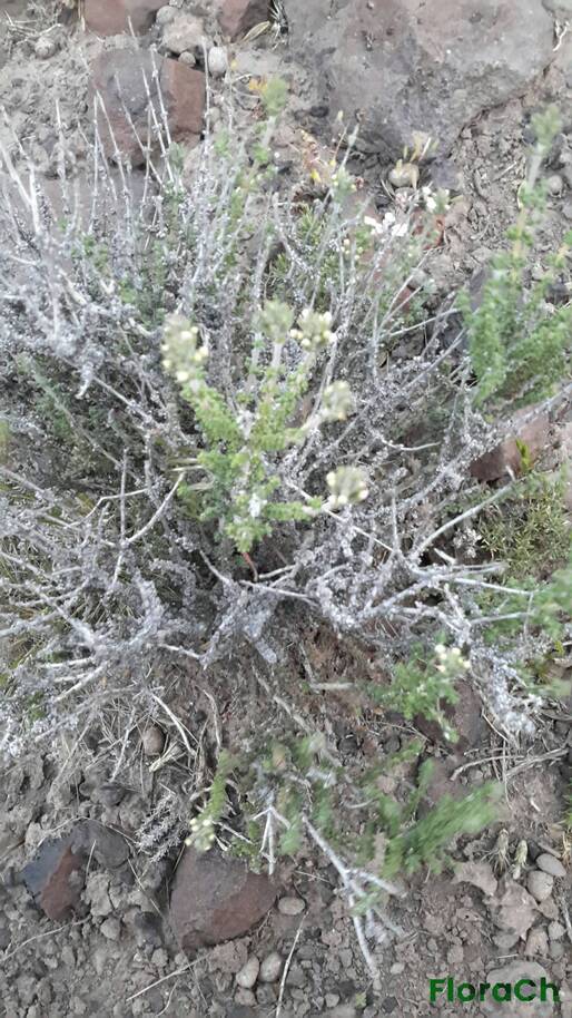Junellia thymifolia - FloraCh: Tomada el dia 7/11/2016 a las 05:54 en el departamento Gastre