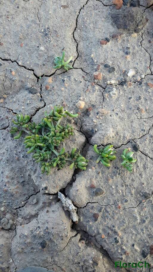 Duseniella patagonica - FloraCh: Tomada el dia 7/11/2016 a las 07:06 en el departamento Gastre