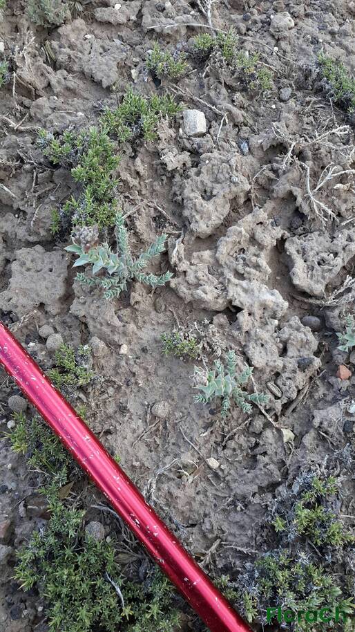 Arjona patagonica - FloraCh: Tomada el dia 7/11/2016 a las 08:00 en el departamento Gastre