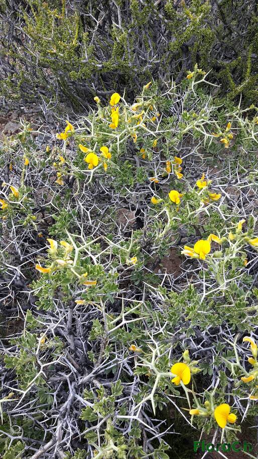 Adesmia volckmannii - FloraCh: Tomada el dia 7/11/2016 a las 11:45 en el departamento Gastre