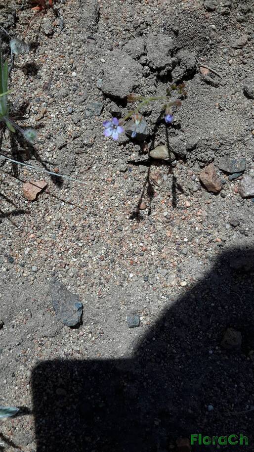 Gilia crassifolia - FloraCh: Tomada el dia 7/11/2016 a las 13:10 en el departamento Gastre