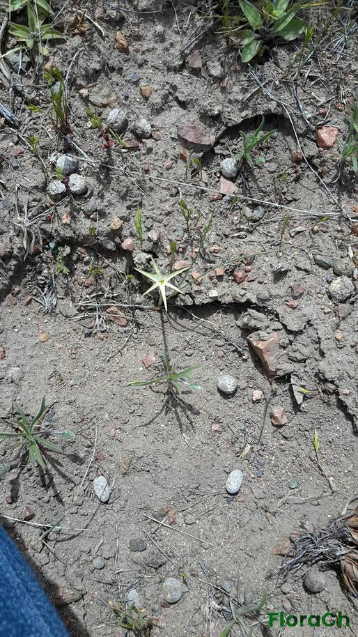 Tristagma patagonicum - FloraCh: Tomada el dia 7/11/2016 a las 13:10 en el departamento Gastre