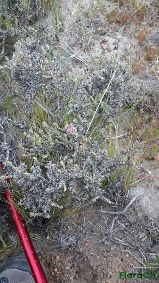 Mulguraea ligustrina - FloraCh: Tomada el dia 1/11/2016 a las 07:54 en el departamento Gastre