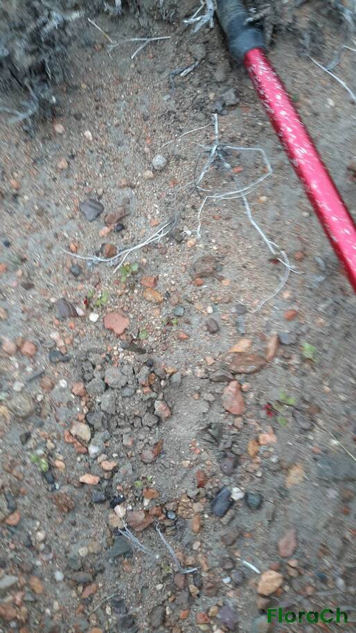 Cryptantha globulifera - FloraCh: Tomada el dia 1/11/2016 a las 07:09 en el departamento Gastre