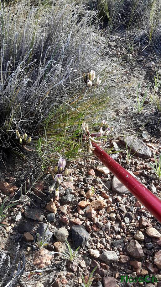 Astragalus cruckshanksii - FloraCh: Tomada el dia 1/11/2016 a las 08:37 en el departamento Gastre