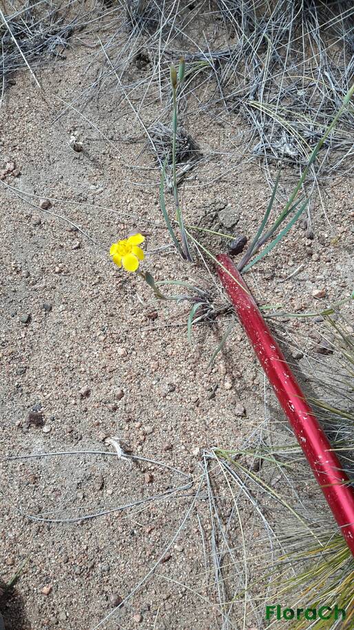 Sisyrinchium arenarium - FloraCh: Tomada el dia 7/11/2016 a las 15:09 en el departamento Gastre