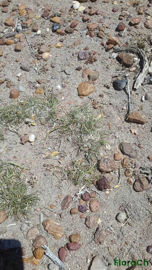Nassauvia sp - FloraCh: Tomada el dia 7/12/2015 a las 14:39 en el departamento Paso de Indios