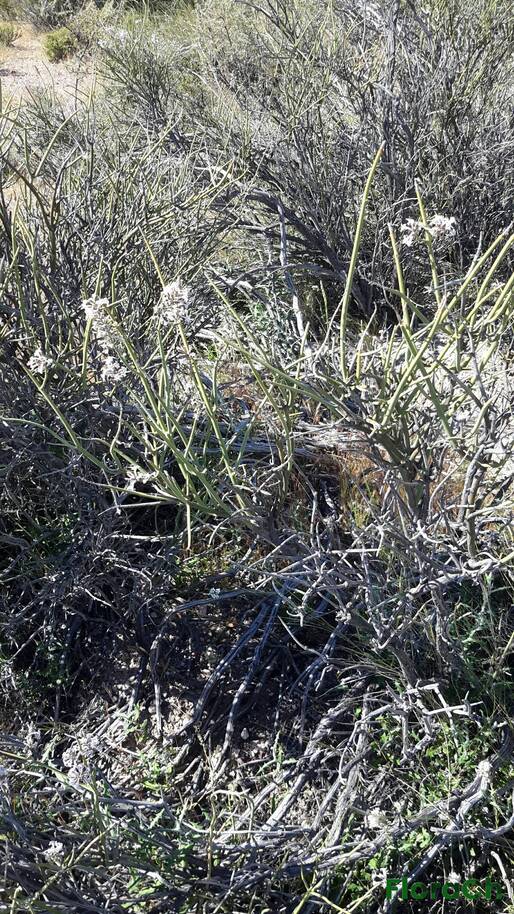 Neosparton aphyllum - FloraCh: Tomada el dia 2/11/2016 a las 09:27 en el departamento Telsen