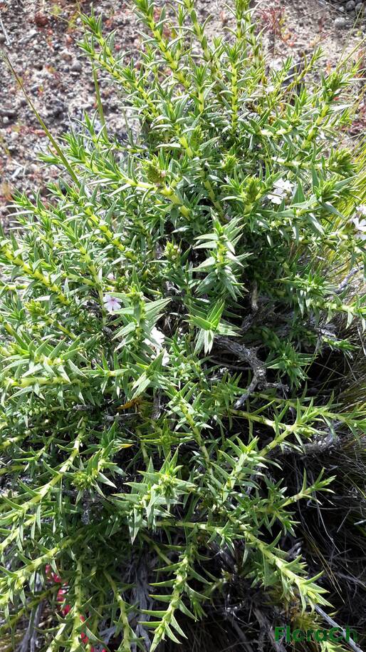 Junellia tonini var mulinoides - FloraCh: Tomada el dia 1/11/2016 a las 17:25 en el departamento Telsen