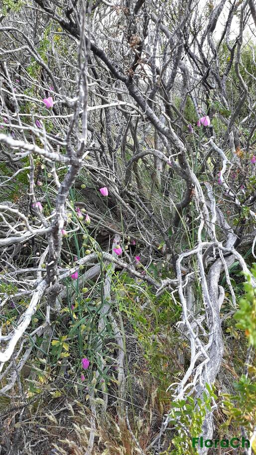 Lecanophora chubutensis - FloraCh: Tomada el dia 1/11/2016 a las 17:25 en el departamento Telsen