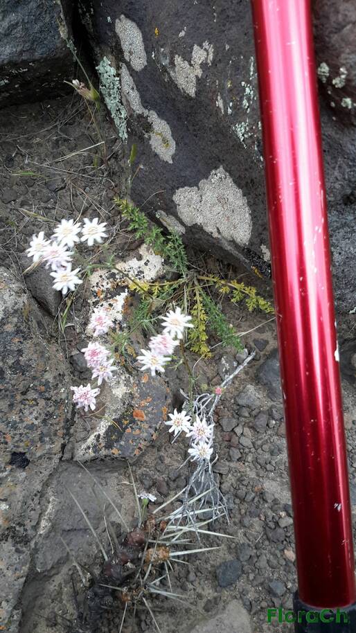 Leucheria achillaeifolia - FloraCh: Tomada el dia 1/11/2016 a las 16:30 en el departamento Telsen