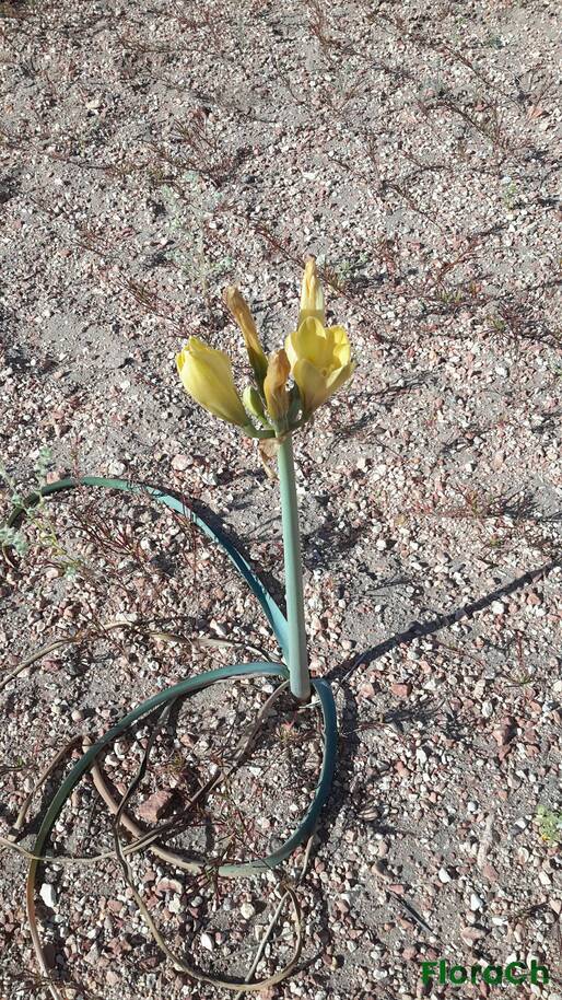 Zephyranthes gilliesiana - FloraCh: Tomada el dia 2/11/2016 a las 08:34 en el departamento Telsen