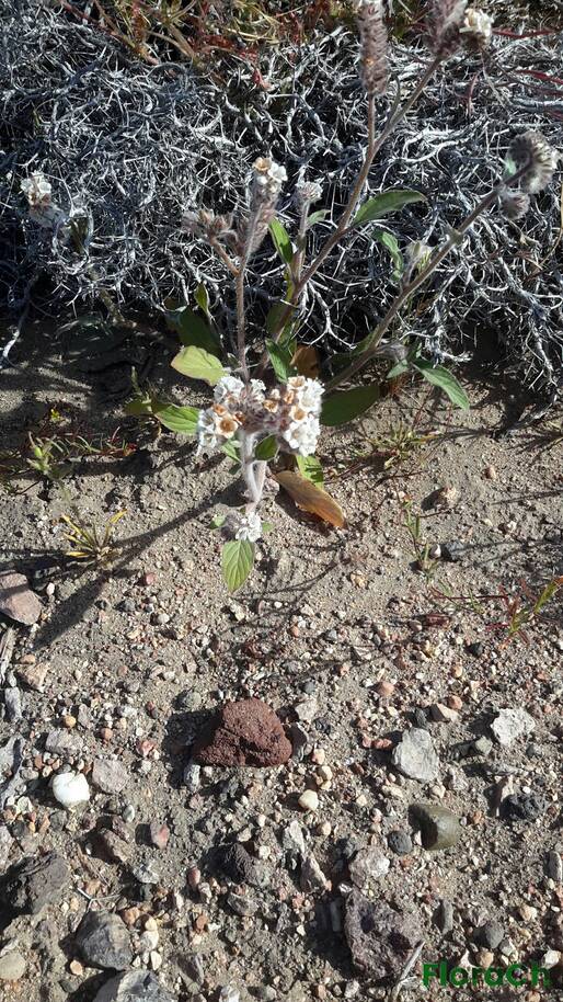 Phacelia secunda var secunda - FloraCh: Tomada el dia 2/11/2016 a las 08:34 en el departamento Telsen