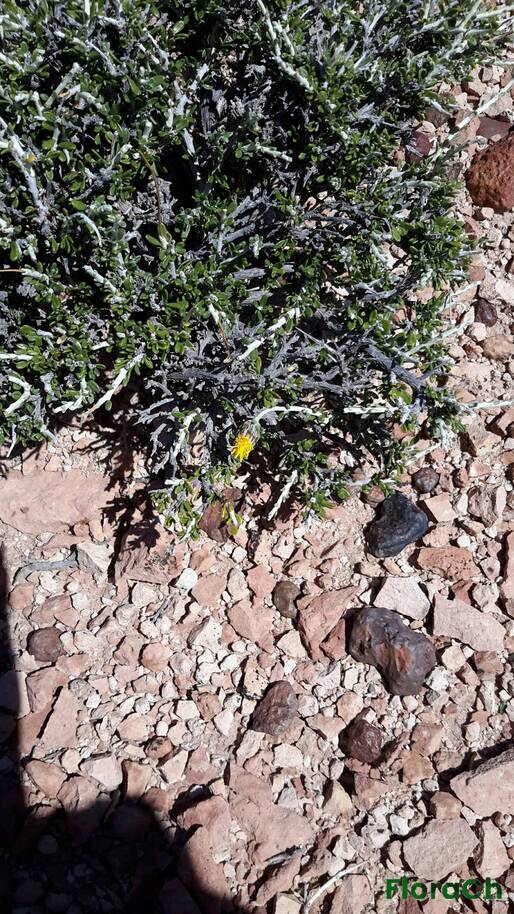 Brachyclados megalanthus - FloraCh: Tomada el dia 1/12/2016 a las 15:00 en el departamento Mártires