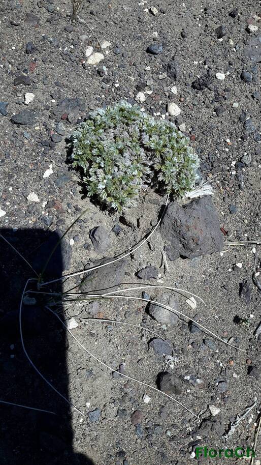 Acaena caespitosa - FloraCh: Tomada el dia 3/11/2015 a las 11:42 en el departamento Telsen