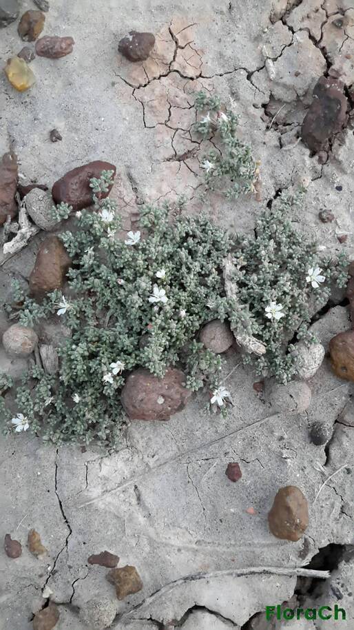Frankenia patagonica - FloraCh: Tomada el dia 1/12/2015 a las 05:34 en el departamento Paso de Indios
