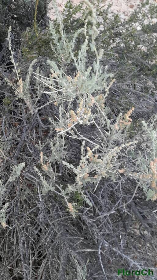 Atriplex sagittifolia - FloraCh: Tomada el dia 1/12/2015 a las 05:34 en el departamento Paso de Indios