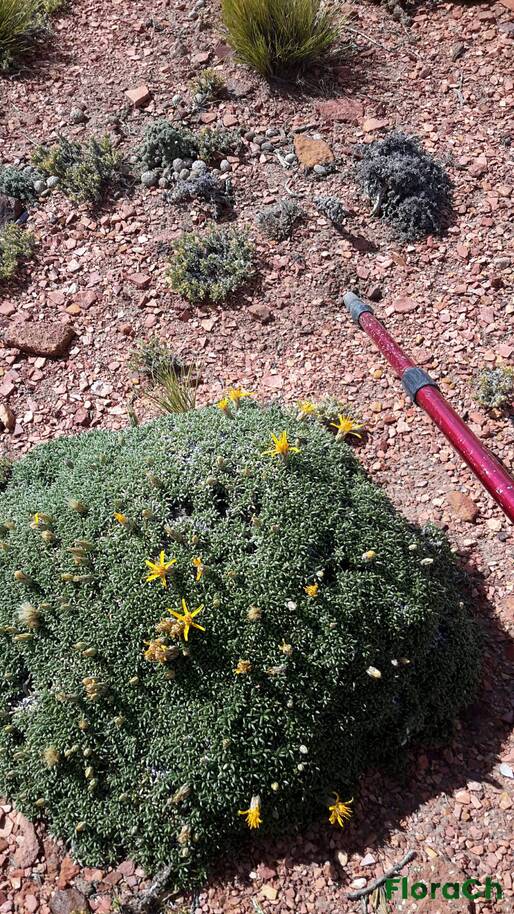Brachyclados caespitosus - FloraCh: Tomada el dia 2/12/2016 a las 10:18 en el departamento Paso de Indios