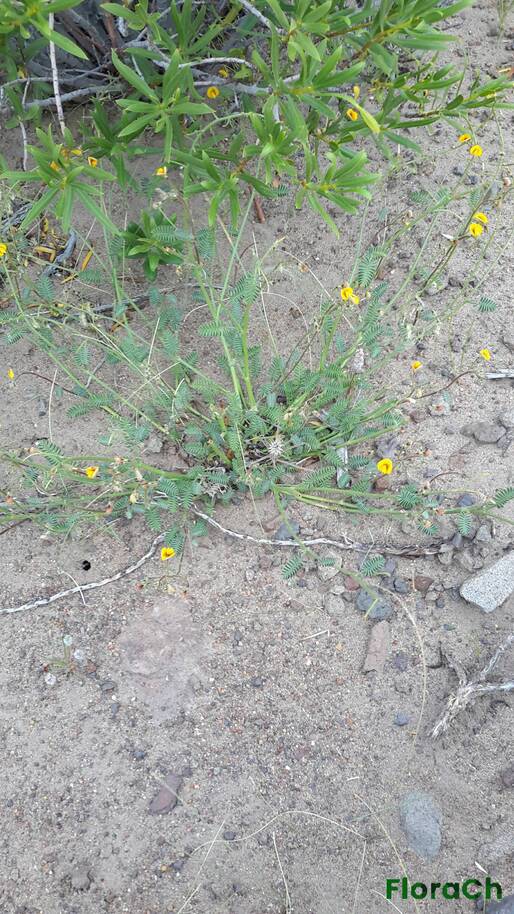 Adesmia longipes - FloraCh: Tomada el dia 1/12/2016 a las 18:10 en el departamento Paso de Indios