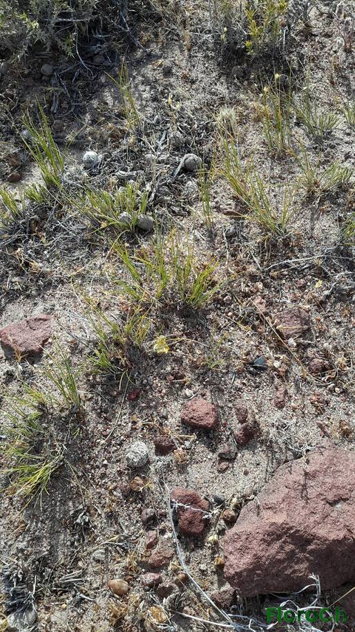 Pappostipa speciosa - FloraCh: Tomada el dia 1/12/2015 a las 08:49 en el departamento Paso de Indios