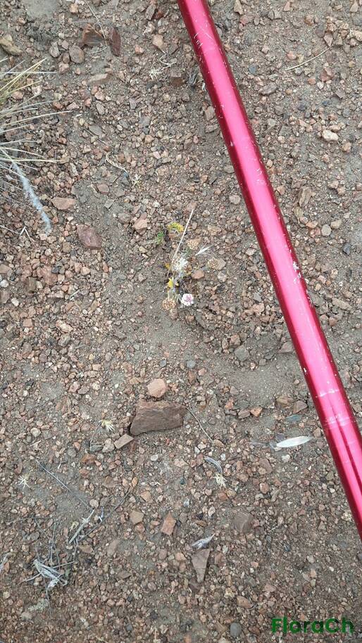 Leucheria achillaeifolia - FloraCh: Tomada el dia 2/01/2017 a las 16:09 en el departamento Gastre