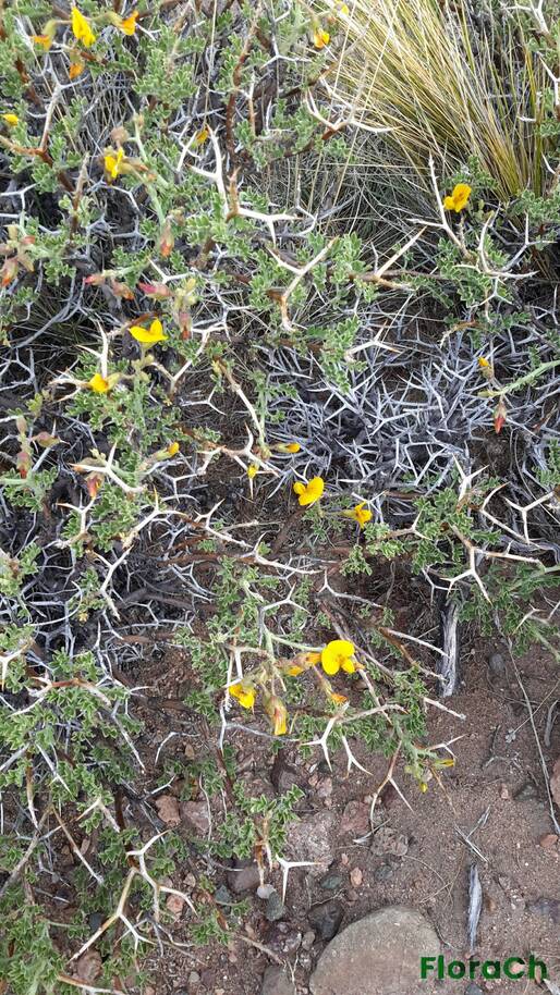 Adesmia volckmannii - FloraCh: Tomada el dia 1/11/2015 a las 18:23 en el departamento Gastre